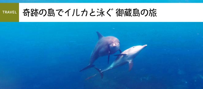 イルカと泳ぐ御蔵島